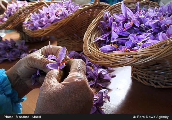 Close view of saffron flowers in baskets during hand processing
