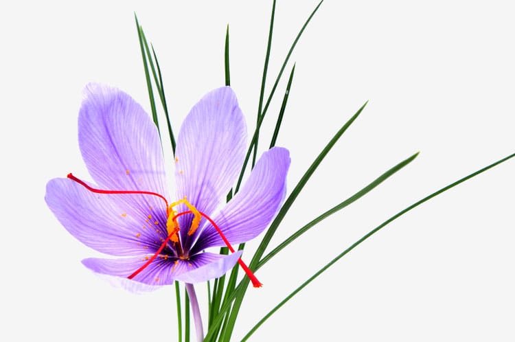 price of saffron in Mobile,saffron in Mobile,saffron companies in Mobile,saffron price in Mobile,saffron iran in Mobile,saffron shop in Mobile,buy saffron in Mobile,buy persian saffron in Mobile,purchase saffron in Mobile,major purchase in Mobile,
