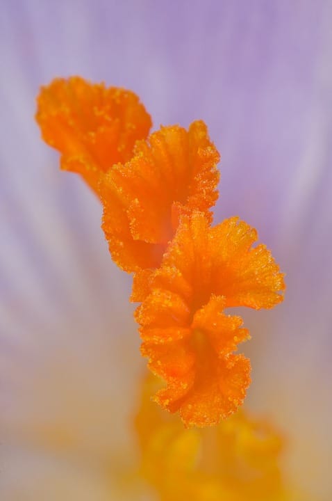 red saffron in Mobile,saffron shop in Mobile,,saffron,iran saffron in Tallahassee,persian saffron in Tallahassee,iranian saffron in Tallahassee,price of saffron in Tallahassee,saffron in Tallahassee,saffron companies in Tallahassee,saffron price in Tallahassee,