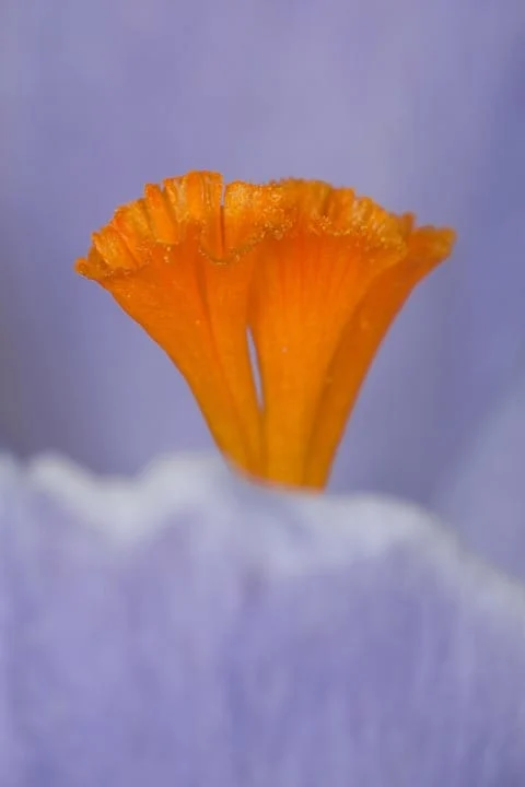 saffron iran in Tallahassee,saffron shop in Tallahassee,buy saffron in Tallahassee,buy persian saffron in Tallahassee,purchase saffron in Tallahassee,major purchase in Tallahassee,red saffron in Tallahassee,saffron shop in Tallahassee, ,saffron,iran saffron in Grand Prairie,