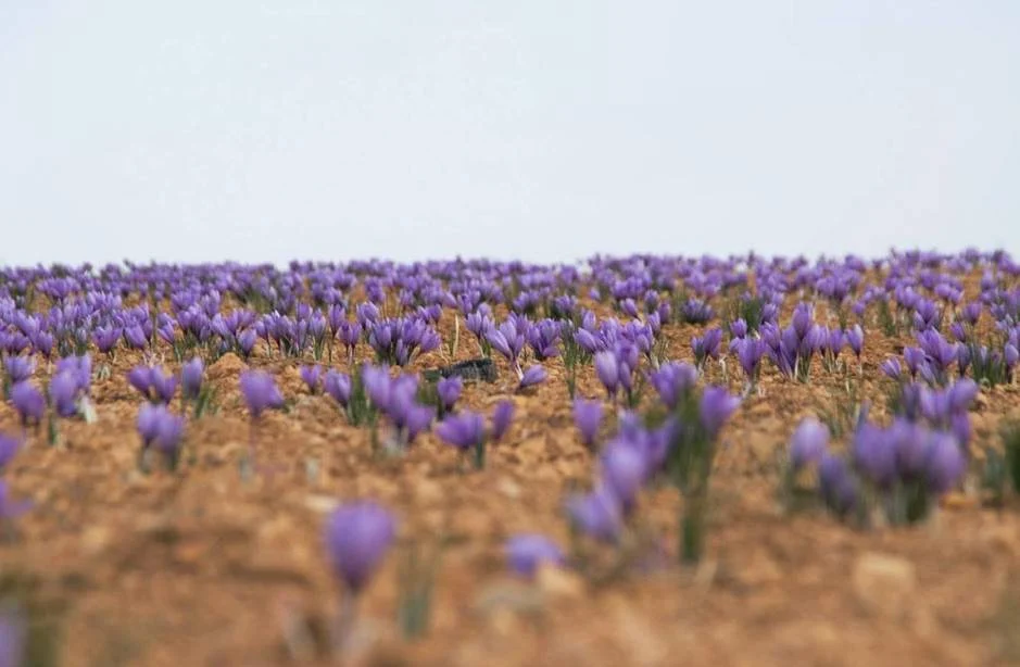 saffron companies in Overland Park,saffron price in Overland Park,saffron iran in Overland Park,saffron shop in Overland Park,buy saffron in Overland Park,buy persian saffron in Overland Park,purchase saffron in Overland Park,major purchase in Overland Park,red saffron in Overland Park,saffron shop in Overland Park,
