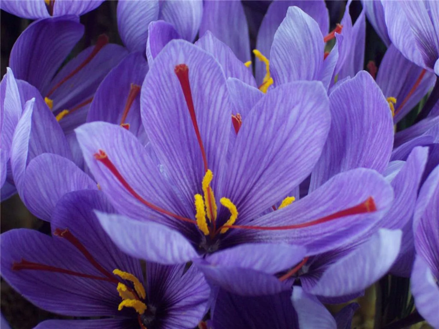 ,saffron,iran saffron in Knoxville,persian saffron in Knoxville,iranian saffron in Knoxville,price of saffron in Knoxville,saffron in Knoxville,saffron companies in Knoxville,saffron price in Knoxville,saffron iran in Knoxville,saffron shop in Knoxville,