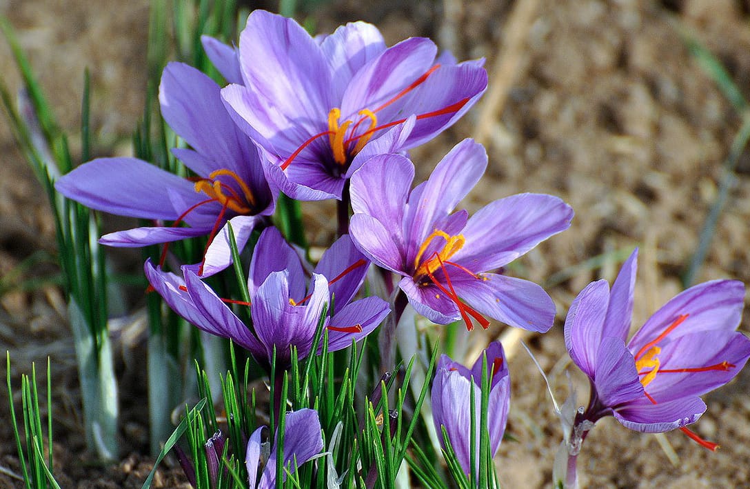 price of saffron in Port St. Lucie,saffron in Port St. Lucie,saffron companies in Port St. Lucie,saffron price in Port St. Lucie,saffron iran in Port St. Lucie,saffron shop in Port St. Lucie,buy saffron in Port St. Lucie,buy persian saffron in Port St. Lucie,purchase saffron in Port St. Lucie,major purchase in Port St. Lucie,