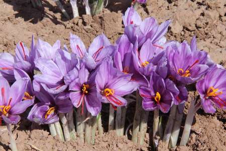 saffron iran in Worcester,saffron shop in Worcester,buy saffron in Worcester,buy persian saffron in Worcester,purchase saffron in Worcester,major purchase in Worcester,red saffron in Worcester,saffron shop in Worcester, ,saffron,iran saffron in Brownsville,