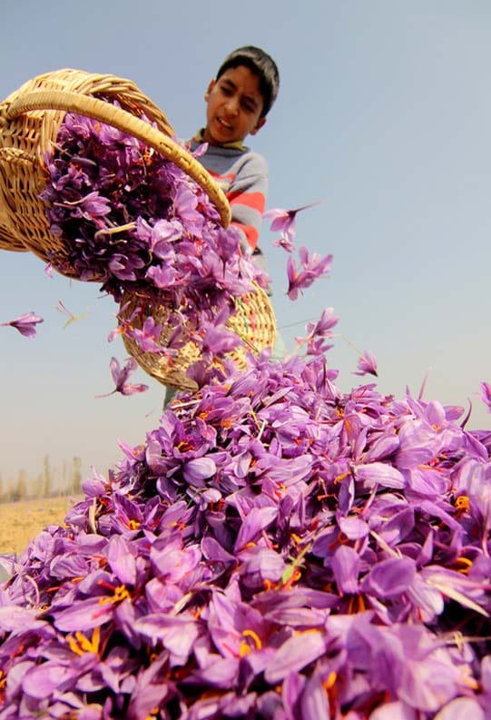 persian saffron in Brownsville,iranian saffron in Brownsville,price of saffron in Brownsville,saffron in Brownsville,saffron companies in Brownsville,saffron price in Brownsville,saffron iran in Brownsville,saffron shop in Brownsville,buy saffron in Brownsville,buy persian saffron in Brownsville,