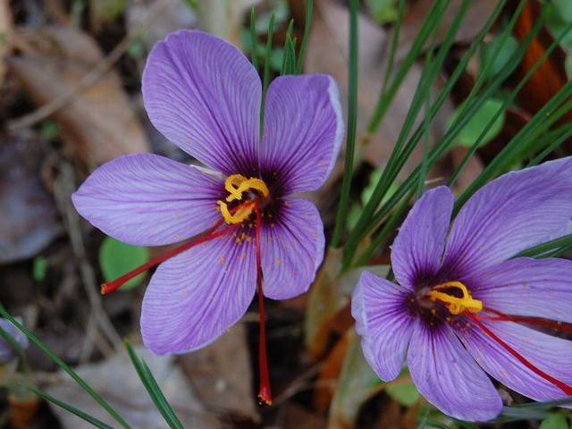 price of saffron in Newport News,saffron in Newport News,saffron companies in Newport News,saffron price in Newport News,saffron iran in Newport News,saffron shop in Newport News,buy saffron in Newport News,buy persian saffron in Newport News,purchase saffron in Newport News,major purchase in Newport News,
