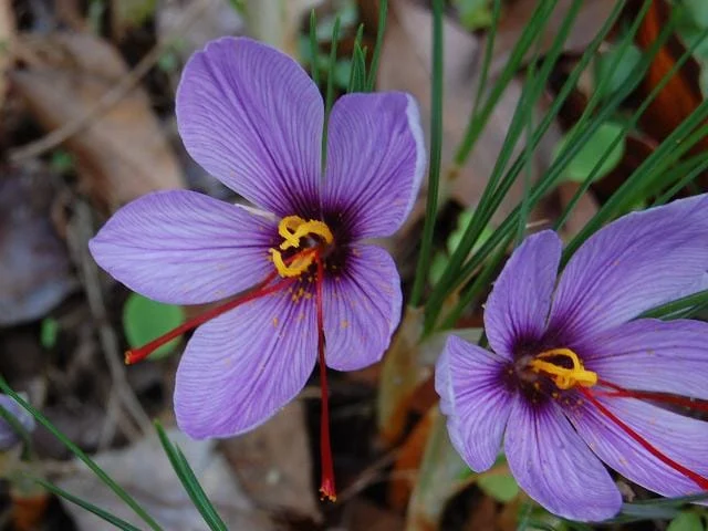 price of saffron in Newport News,saffron in Newport News,saffron companies in Newport News,saffron price in Newport News,saffron iran in Newport News,saffron shop in Newport News,buy saffron in Newport News,buy persian saffron in Newport News,purchase saffron in Newport News,major purchase in Newport News,