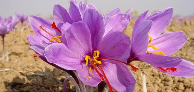 saffron iran in Cape Coral,saffron shop in Cape Coral,buy saffron in Cape Coral,buy persian saffron in Cape Coral,purchase saffron in Cape Coral,major purchase in Cape Coral,red saffron in Cape Coral,saffron shop in Cape Coral, ,saffron,iran saffron in Providence,