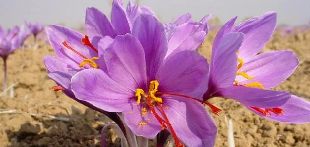 saffron iran in Cape Coral,saffron shop in Cape Coral,buy saffron in Cape Coral,buy persian saffron in Cape Coral,purchase saffron in Cape Coral,major purchase in Cape Coral,red saffron in Cape Coral,saffron shop in Cape Coral, ,saffron,iran saffron in Providence,