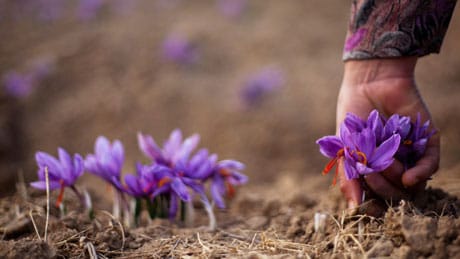 persian saffron in Providence,iranian saffron in Providence,price of saffron in Providence,saffron in Providence,saffron companies in Providence,saffron price in Providence,saffron iran in Providence,saffron shop in Providence,buy saffron in Providence,buy persian saffron in Providence,