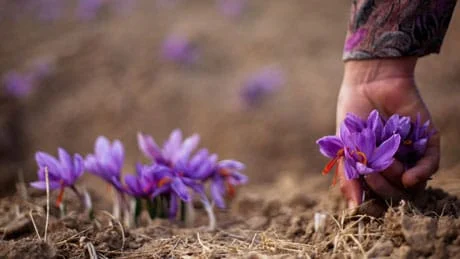 persian saffron in Providence,iranian saffron in Providence,price of saffron in Providence,saffron in Providence,saffron companies in Providence,saffron price in Providence,saffron iran in Providence,saffron shop in Providence,buy saffron in Providence,buy persian saffron in Providence,