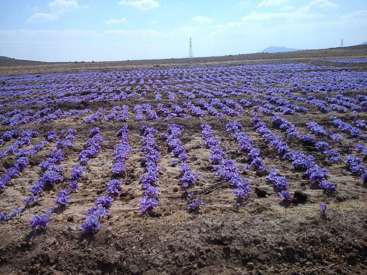 ,saffron,iran saffron in Chattanooga,persian saffron in Chattanooga,iranian saffron in Chattanooga,price of saffron in Chattanooga,saffron in Chattanooga,saffron companies in Chattanooga,saffron price in Chattanooga,saffron iran in Chattanooga,saffron shop in Chattanooga,