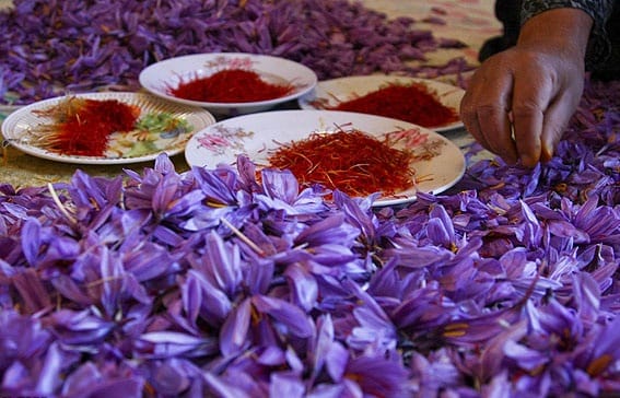 buy saffron in Chattanooga,buy persian saffron in Chattanooga,purchase saffron in Chattanooga,major purchase in Chattanooga,red saffron in Chattanooga,saffron shop in Chattanooga, ,saffron,iran saffron in Rancho Cucamonga,persian saffron in Rancho Cucamonga,iranian saffron in Rancho Cucamonga,