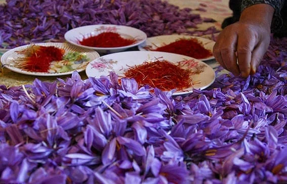 buy saffron in Chattanooga,buy persian saffron in Chattanooga,purchase saffron in Chattanooga,major purchase in Chattanooga,red saffron in Chattanooga,saffron shop in Chattanooga, ,saffron,iran saffron in Rancho Cucamonga,persian saffron in Rancho Cucamonga,iranian saffron in Rancho Cucamonga,