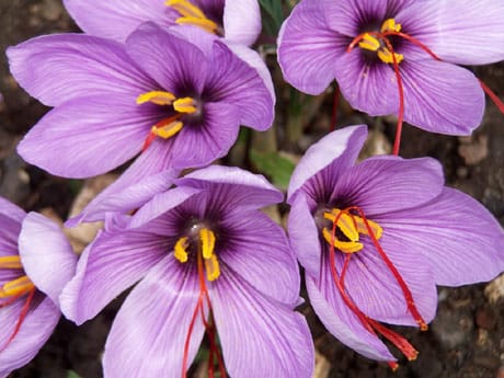 price of saffron in Rancho Cucamonga,saffron in Rancho Cucamonga,saffron companies in Rancho Cucamonga,saffron price in Rancho Cucamonga,saffron iran in Rancho Cucamonga,saffron shop in Rancho Cucamonga,buy saffron in Rancho Cucamonga,buy persian saffron in Rancho Cucamonga,purchase saffron in Rancho Cucamonga,major purchase in Rancho Cucamonga,