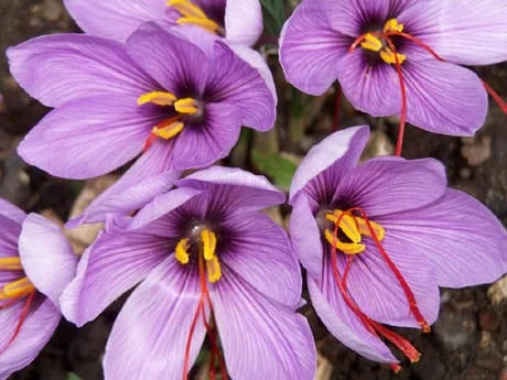 price of saffron in Rancho Cucamonga,saffron in Rancho Cucamonga,saffron companies in Rancho Cucamonga,saffron price in Rancho Cucamonga,saffron iran in Rancho Cucamonga,saffron shop in Rancho Cucamonga,buy saffron in Rancho Cucamonga,buy persian saffron in Rancho Cucamonga,purchase saffron in Rancho Cucamonga,major purchase in Rancho Cucamonga,