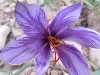 red saffron in Rancho Cucamonga,saffron shop in Rancho Cucamonga, ,saffron,iran saffron in Oceanside,persian saffron in Oceanside,iranian saffron in Oceanside,price of saffron in Oceanside,saffron in Oceanside,saffron companies in Oceanside,saffron price in Oceanside,