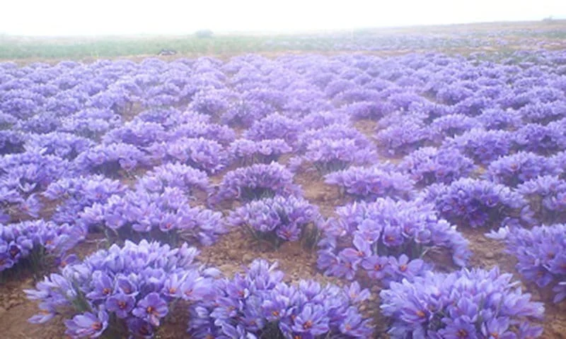 saffron iran in Oceanside,saffron shop in Oceanside,buy saffron in Oceanside,buy persian saffron in Oceanside,purchase saffron in Oceanside,major purchase in Oceanside,red saffron in Oceanside,saffron shop in Oceanside, ,saffron,iran saffron in Santa Rosa,