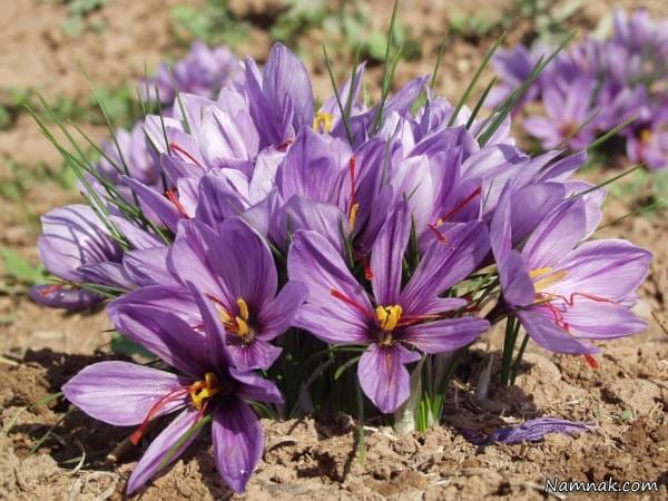 persian saffron in Santa Rosa,iranian saffron in Santa Rosa,price of saffron in Santa Rosa,saffron in Santa Rosa,saffron companies in Santa Rosa,saffron price in Santa Rosa,saffron iran in Santa Rosa,saffron shop in Santa Rosa,