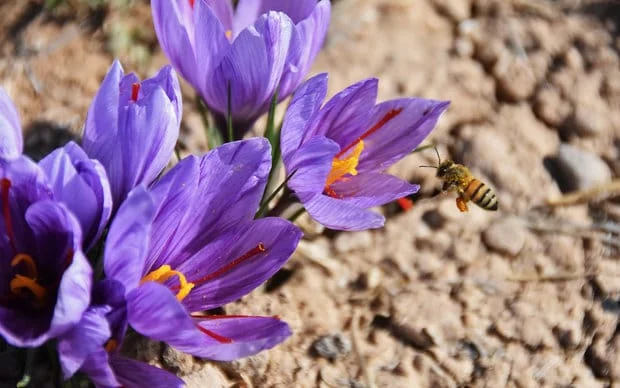 price of saffron in Garden Grove,saffron in Garden Grove,saffron companies in Garden Grove,saffron price in Garden Grove,saffron iran in Garden Grove,saffron shop in Garden Grove,buy saffron in Garden Grove,buy persian saffron in Garden Grove,purchase saffron in Garden Grove,