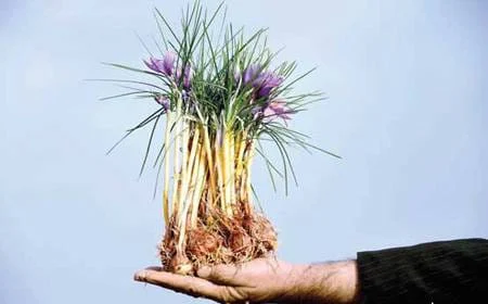 major purchase in Garden Grove,red saffron in Garden Grove,saffron shop in Garden Grove, ,saffron,iran saffron in Vancouver,persian saffron in Vancouver,iranian saffron in Vancouver,price of saffron in Vancouver,saffron in Vancouver,saffron companies in Vancouver,