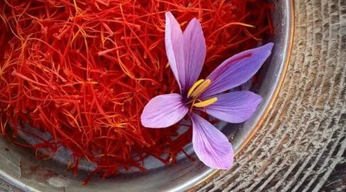 Holding greenhouse saffron cultivation workshop in Mahabad,greenhouse saffron cultivationMahabad, greenhouse, cultivation, saffron, employment , greenhouse saffron