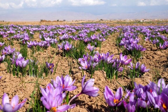 Commercialization of Saffron Harvesting Machine,Saffron Harvesting Machine,,Knowledge base,Islamic Azad University of Torbat-e-Heydarieh,Saffron,Saffron harvesting machine, Director General of Economic Affairs and Investment at Islamic Azad University
