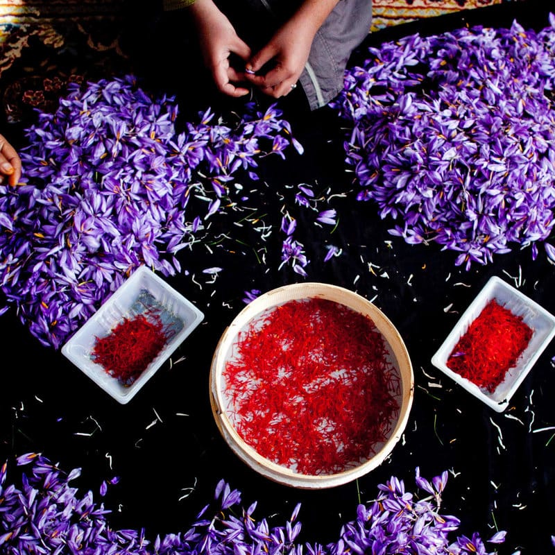 Spain and UAE profitable with Iranian saffron,Iranian saffron,Export of agricultural products,World saffron exporter,saffron