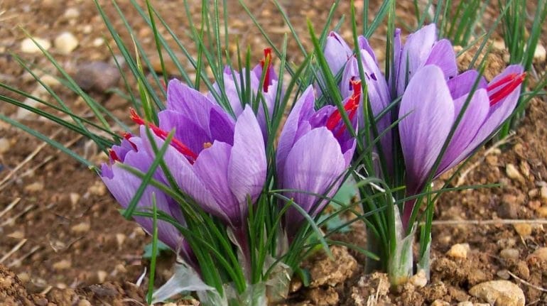Hoarding reached saffron,saffron,saffron in warehouses,Picking Saffron,Taking saffron,