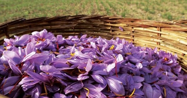 Effects of Saffron on Heart Function,Saffron on Heart Function,Saffron on the heart,medicine,Traditional medicine,Saffron consumption in the diet of heart patients,