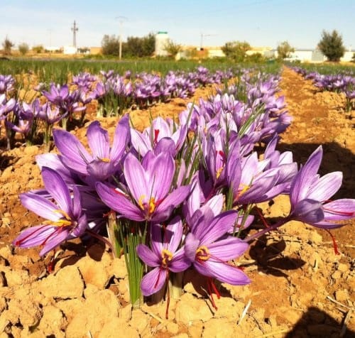 The attraction of saffron on the stock exchange,Commodity Exchange, Saffron, Farmers,Country agricultural products,Saffron deals,Saffron in Iranian stock exchange