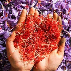 An international saffron stock should be established,Agricultural Jihad Organization,Iran Saffron Market,Saffron Market,Iran Saffron,saffron,Saffron production,the product,Afghanistan, China, Uzbekistan, Greece, Morocco