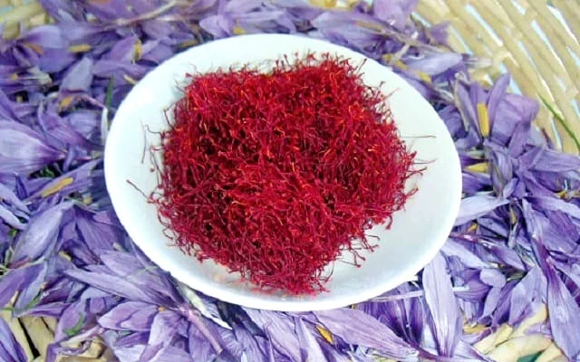 Planting saffron in the first irrigation method in Kashmar,Planting saffron hydroponics,Planting saffron using hydroponic method,Director of Agricultural Jihad Kashmar,hydroponics,Economical,Organic Saffron Production
