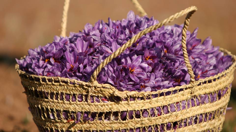 Unknown, the biggest problem is Iranian saffron,The biggest problem with Iranian saffron is its unknown,Tourism,Commerce,technology, agriculture, investments, greenhouses,Khorasan Razavi