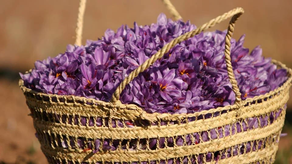 Unknown, the biggest problem is Iranian saffron,The biggest problem with Iranian saffron is its unknown,Tourism,Commerce,technology, agriculture, investments, greenhouses,Khorasan Razavi