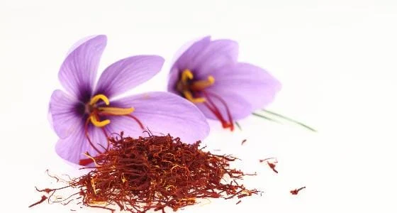 Producing Saffron Pills to Control Cancer Cells,Saffron pills,Saffron, Cancer Cells, Saffron Pills, Food and Drug Organization, Medicinal Plants, Pharmacy, Drug