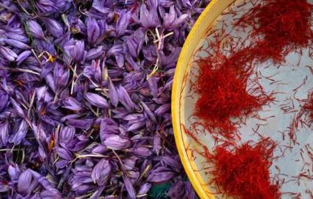 Annual harvest of more than 3 kg of saffron per hectare of land in the province,Medicinal Plants,Agriculture of Khorasan Razavi,Saffron in the province