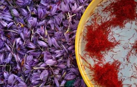 Annual harvest of more than 3 kg of saffron per hectare of land in the province,Medicinal Plants,Agriculture of Khorasan Razavi,Saffron in the province