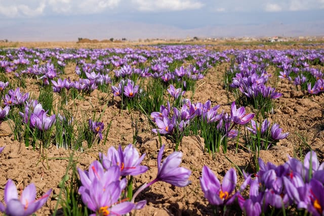 Increasing the Saffron by 2% based on research findings,Food industry,Saffron in Iran,Saffron Cake Powder, Saffron Fried Powder, Probiotic Powder, Saffron Pill
