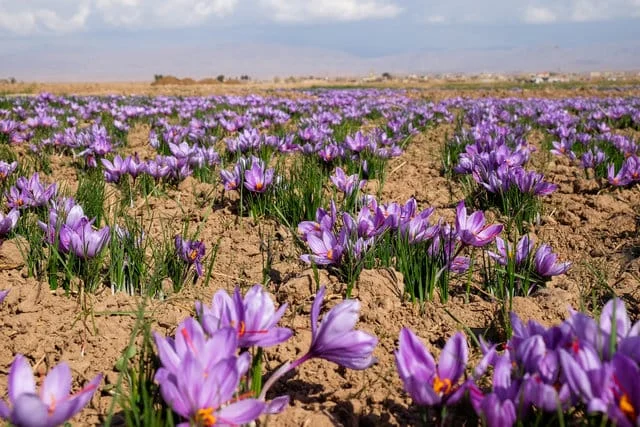 Increasing the Saffron by 2% based on research findings,Food industry,Saffron in Iran,Saffron Cake Powder, Saffron Fried Powder, Probiotic Powder, Saffron Pill