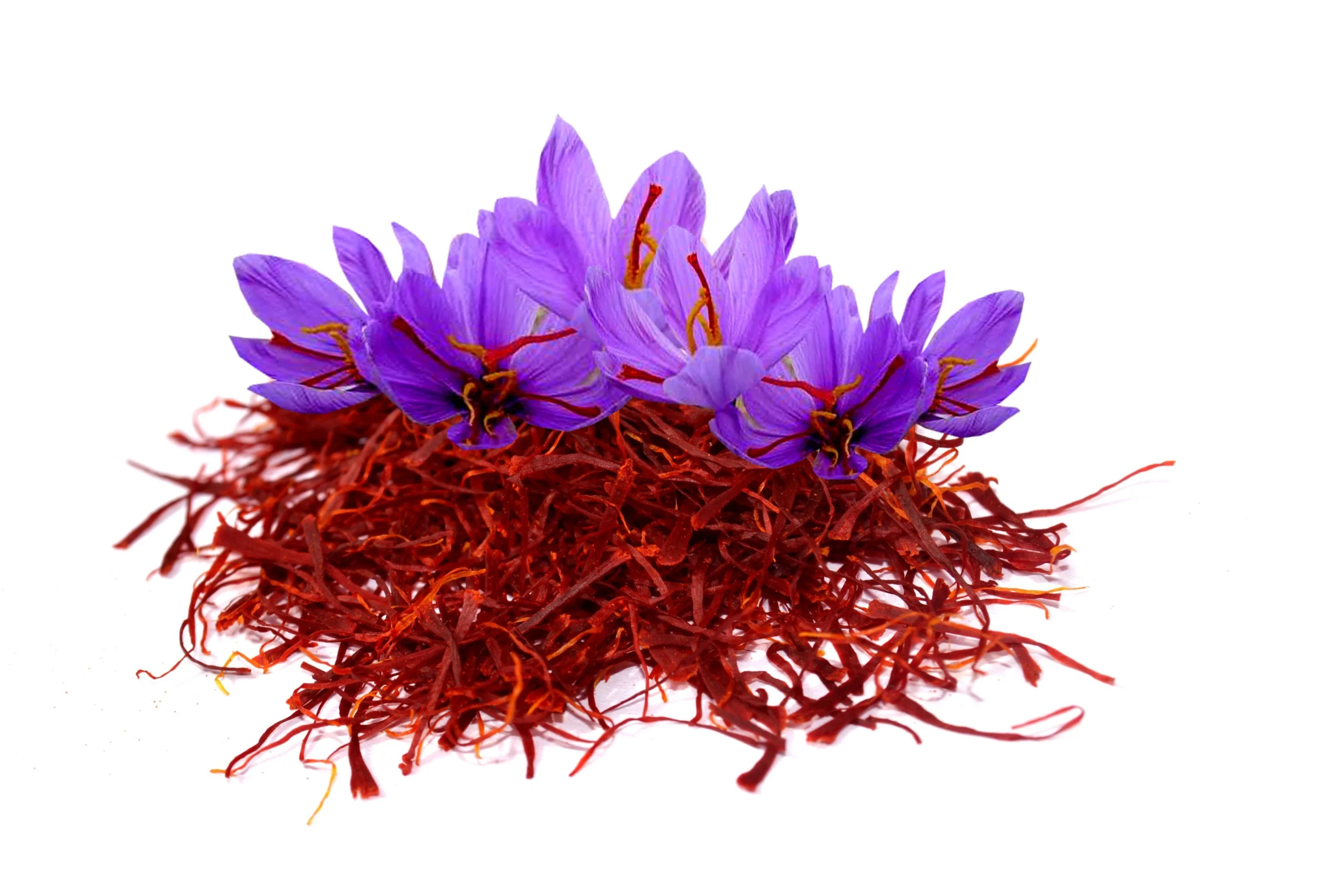 Harvesting 21 tons of saffron from agricultural fields in Neyshabur,Nishapur Agricultural Jihad,Saffron of Neishabour Farms,Saffron cultivation in Neyshabur,Saffron product,