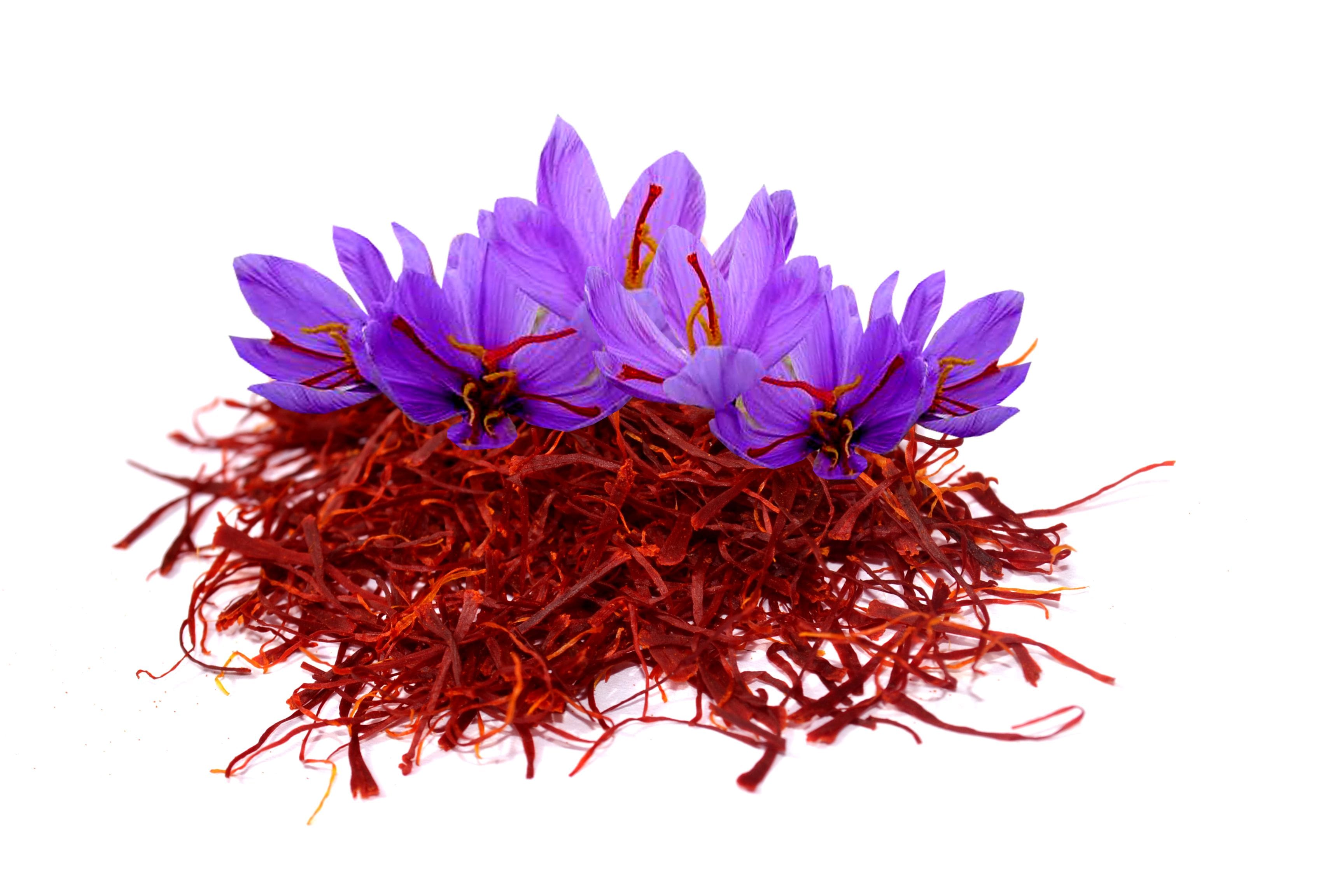 Harvesting 21 tons of saffron from agricultural fields in Neyshabur,Nishapur Agricultural Jihad,Saffron of Neishabour Farms,Saffron cultivation in Neyshabur,Saffron product,