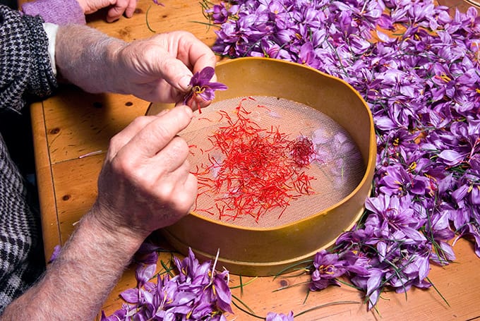 Began to buy saffron flower in 20 Khorasan Razavi cooperatives,Khorasan Razavi cooperatives,buy saffron flower,Distributing the flower of saffron