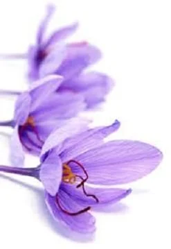 Establishment of an International Consortium of Saffron in Iran,International Saffron Consortium in Iran,International Saffron,Saffron of Iran at a specified price,Agricultural goods