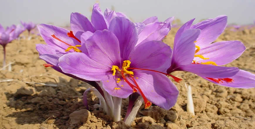 Satisfaction of Khorasan Razavi Sample Farmers From Saffron Burning,Saffron deals,saffron,Farmers to increase saffron production
