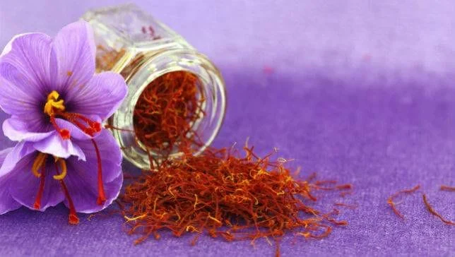 The people of Seno village are tied to saffron,saffron to farmers,saffron in the village of Senno Gonabad,Saffron Village of Senu