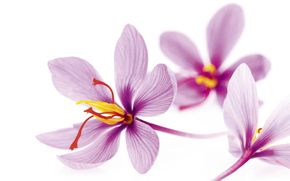 In Iran, no work has been done on saffron processing,In Iran no work has been done on saffron processing,Pharmaceutical and sanitary products,Technology in the province,saffron cream