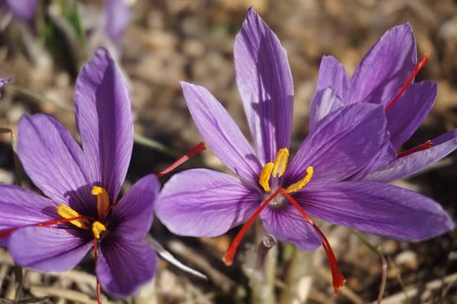 The rural cooperatives have exhausted saffron exporters,saffron exporters,Saffron farmers
