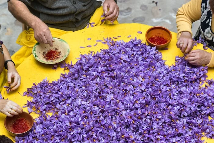 95 percentage of saffron products are exported in bulk,Producing saffron products,Saffron products,sufferon flower
