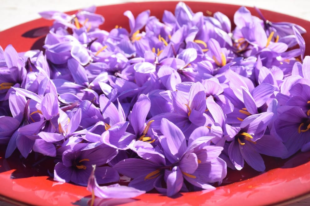 Saffron was removed from the basket of essential goods,Producer,Saffron, Goods Basket,saffron iran mashhad,saffron mashhad
